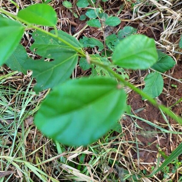 Sida rhombifolia Leaf