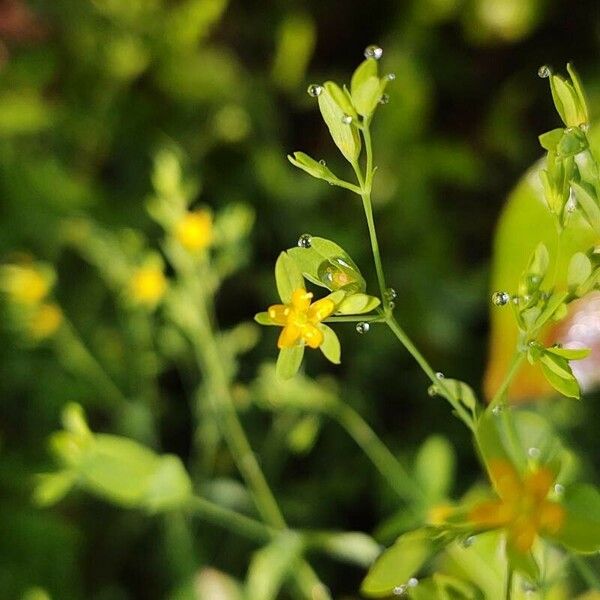 Hypericum mutilum ᱵᱟᱦᱟ