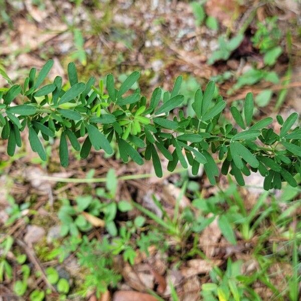 Lespedeza virginica Blad