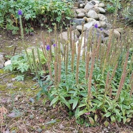 Verbena hastata 花