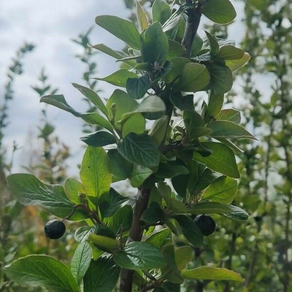 Rhamnus cathartica Fruit