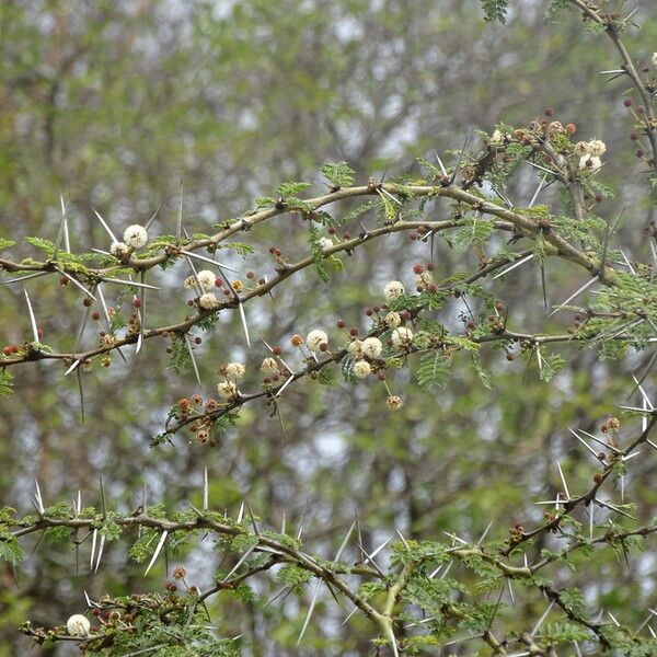 Vachellia xanthophloea Lorea