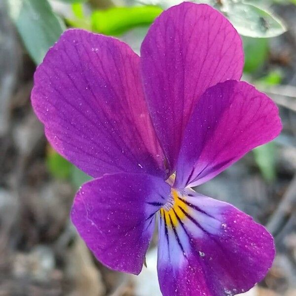 Viola tricolor Λουλούδι