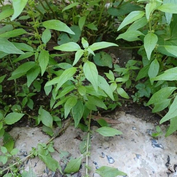 Parietaria pensylvanica Blatt