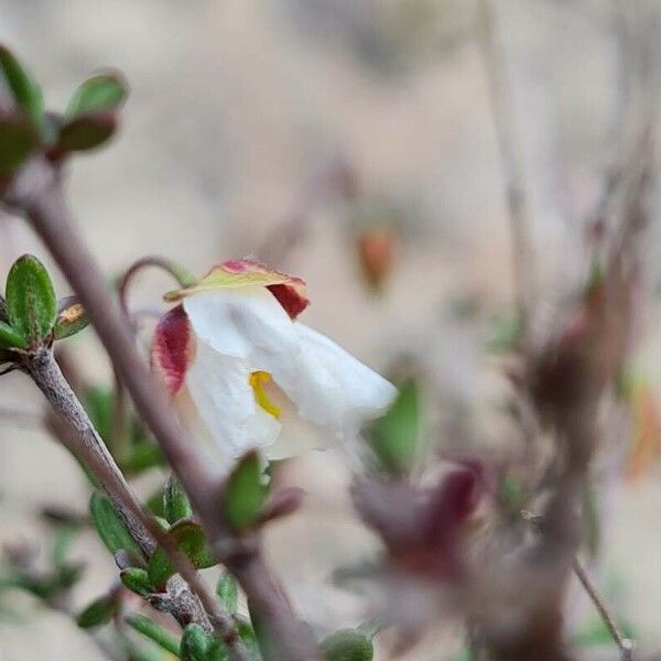 Helianthemum almeriense Květ