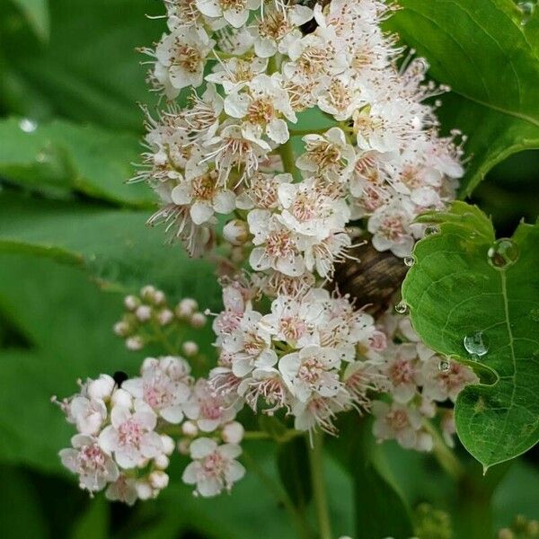 Spiraea alba Flower