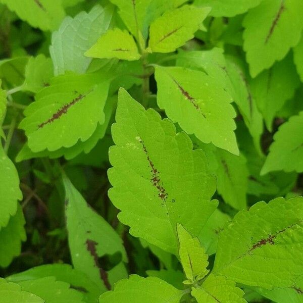 Coleus scutellarioides 葉