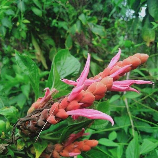 Aphelandra sinclairiana Flower