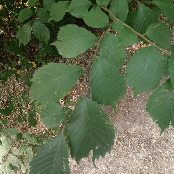 Ulmus glabra Foglia