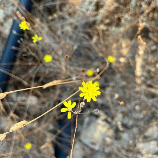 Crepis micrantha Flower