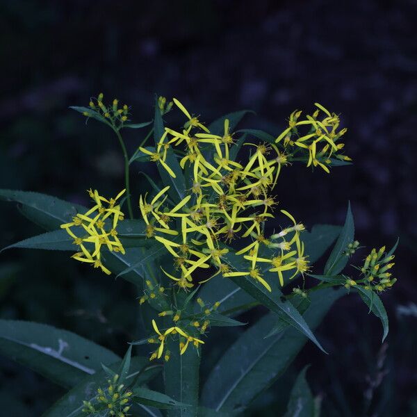 Senecio ovatus Kukka