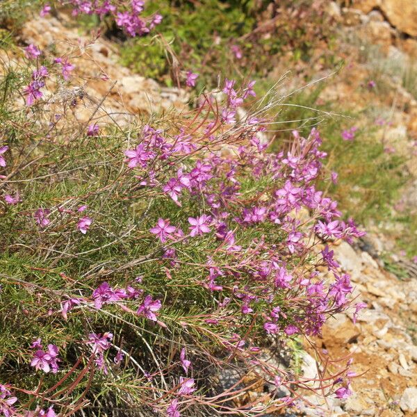 Epilobium dodonaei Žiedas