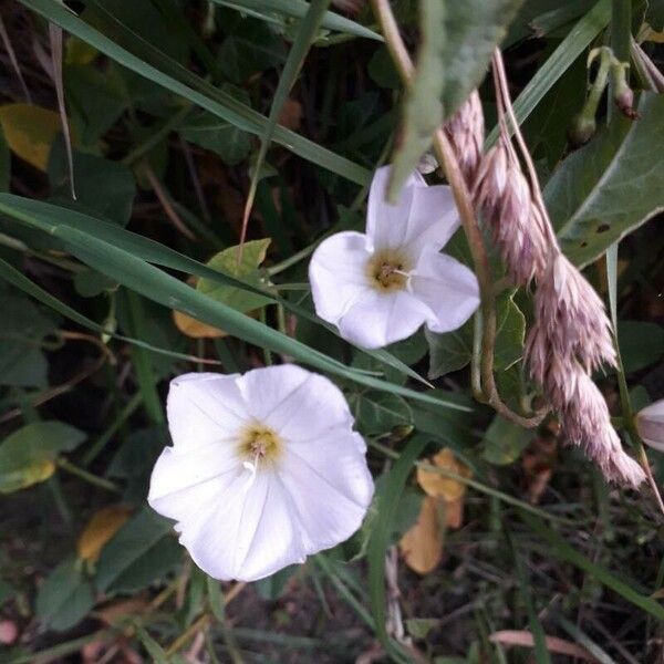 Ipomoea lacunosa Cvet