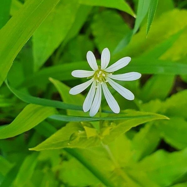 Stellaria nemorum Flower