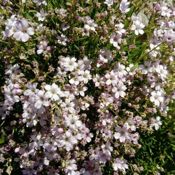 Gypsophila repens Kvet