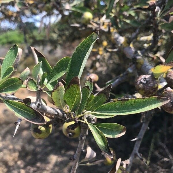 Pyrus spinosa Φύλλο