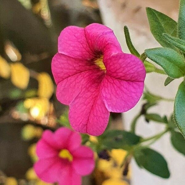 Petunia × atkinsiana برگ