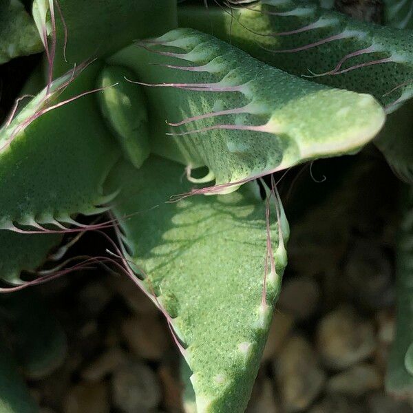 Faucaria tigrina Habitus