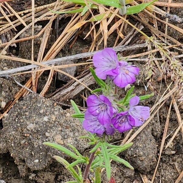 Phacelia linearis Lorea