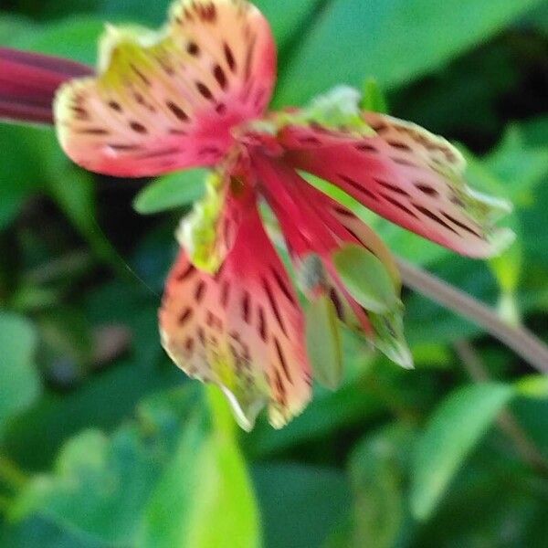 Alstroemeria psittacina Fleur