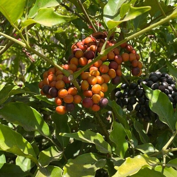 Leea guineensis Frukto