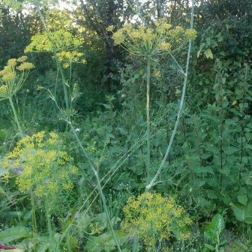 Anethum graveolens Annet