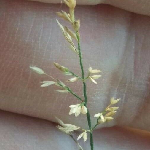 Poa compressa Flower