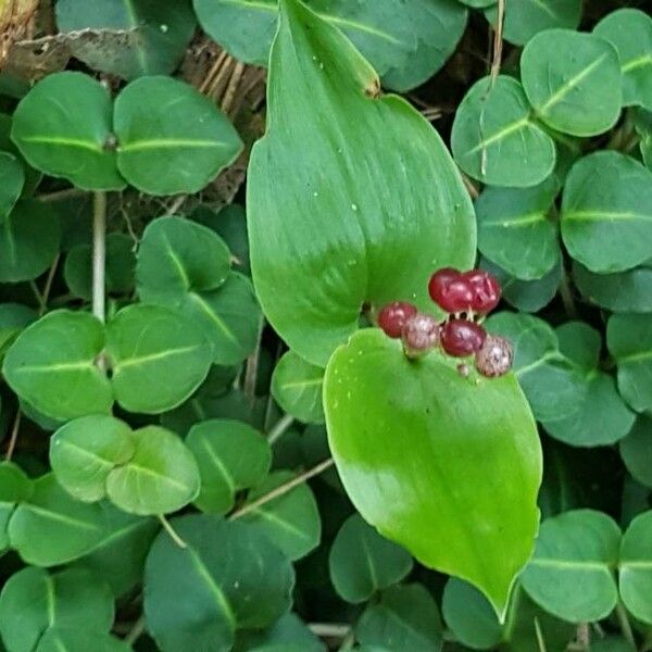 Maianthemum canadense Folha