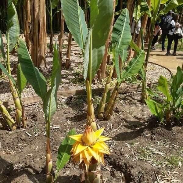 Musella lasiocarpa Flower