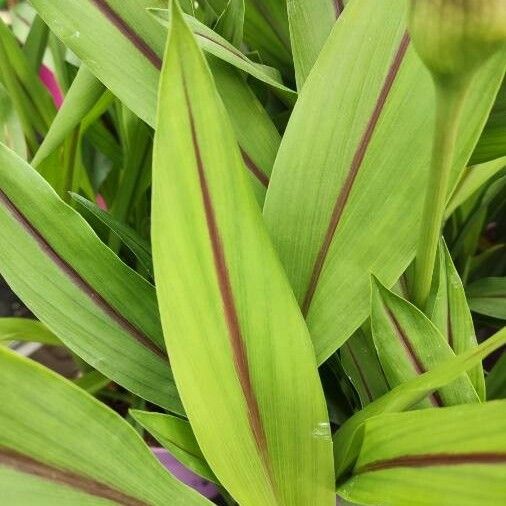 Curcuma alismatifolia Leaf