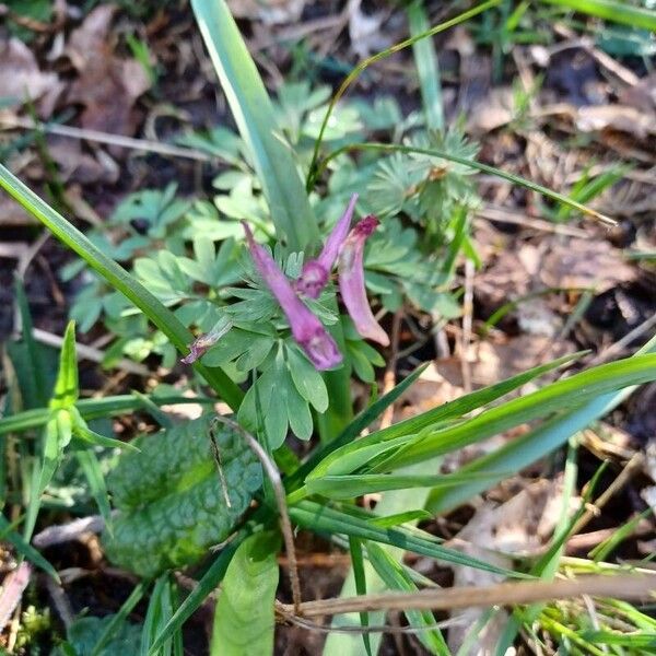 Corydalis solida Flor