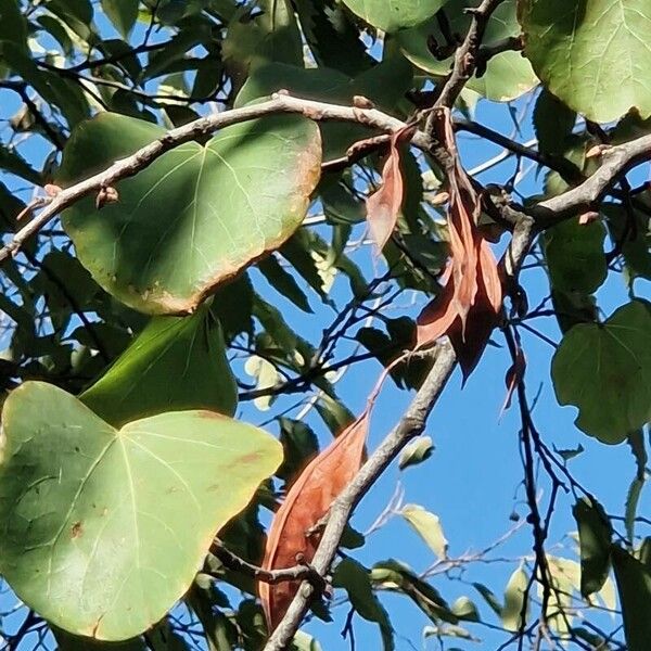 Cercis griffithii Fruit