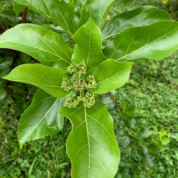 Premna serratifolia Лист