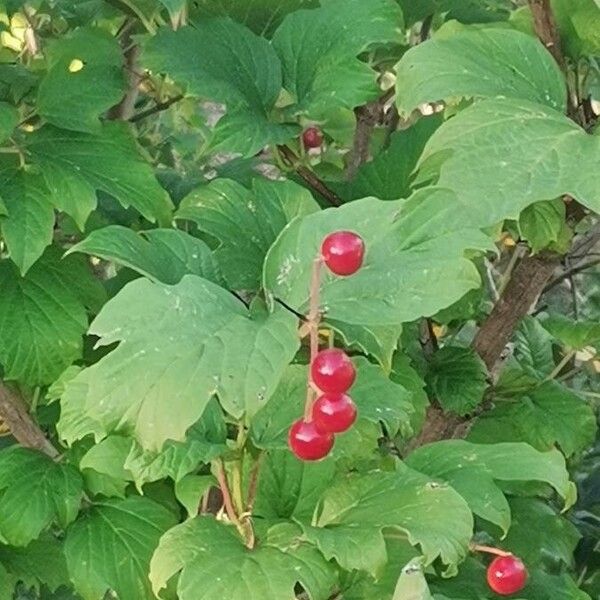 Viburnum opulus 葉