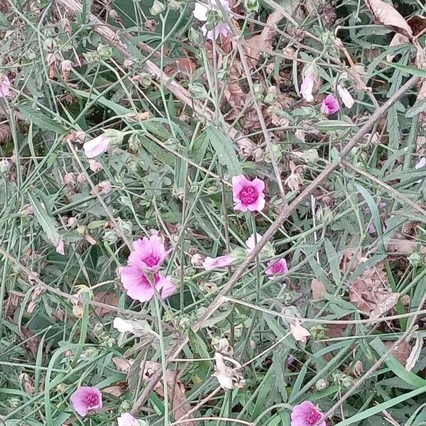 Althaea cannabina موطن