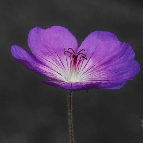 Geranium sylvaticum Λουλούδι