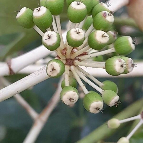 Fatsia japonica Fruit