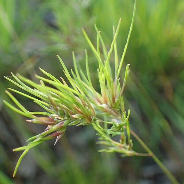 Poa bulbosa Flower