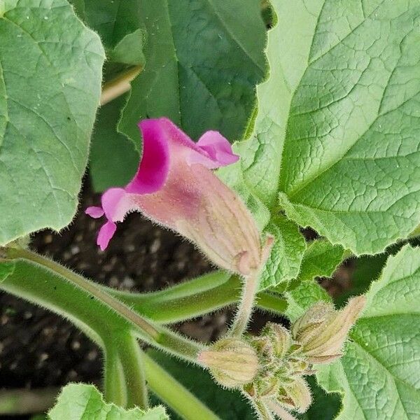 Proboscidea louisianica Flower