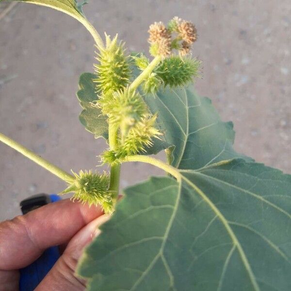 Xanthium orientale ᱡᱚ