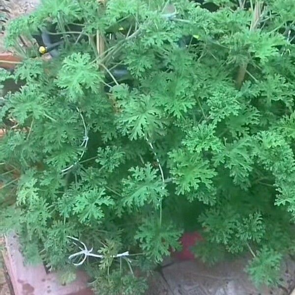 Pelargonium graveolens Yaprak