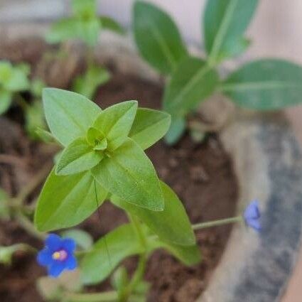 Lysimachia arvensis পাতা