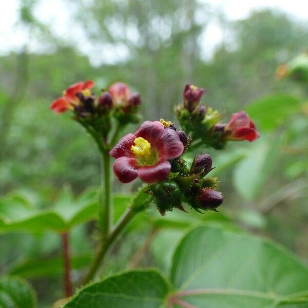 Jatropha gossypiifolia Blüte