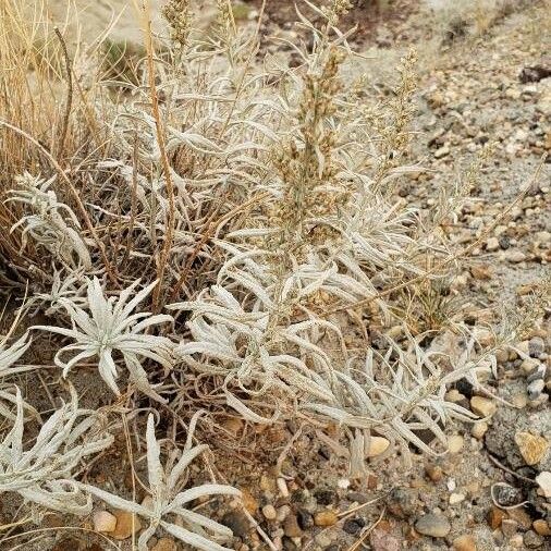 Artemisia cana Kukka