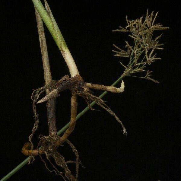 Cyperus articulatus Celota