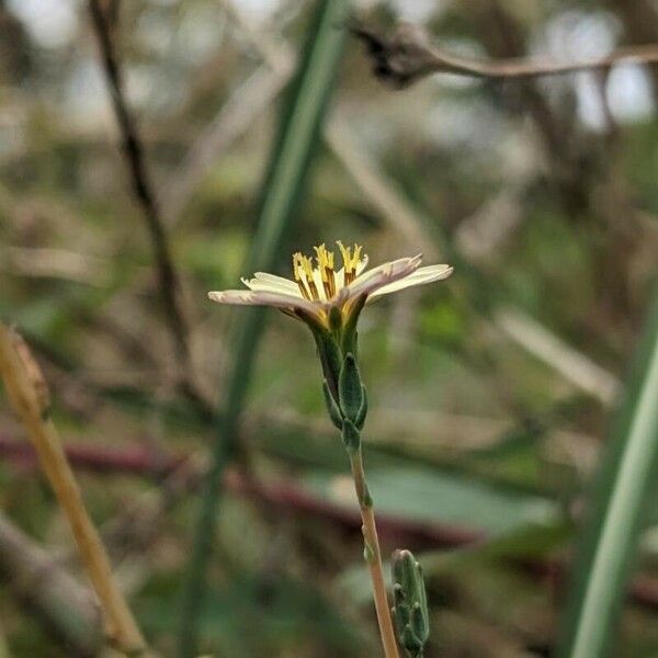 Lactuca saligna Flower