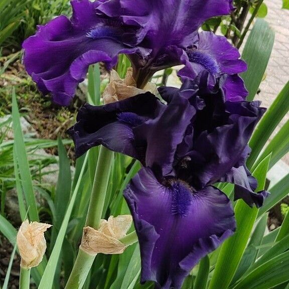 Iris pumila Цветок