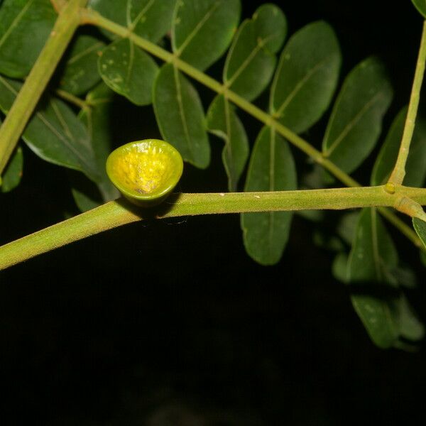 Abarema macradenia Fruit