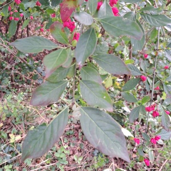 Euonymus europaeus Leht