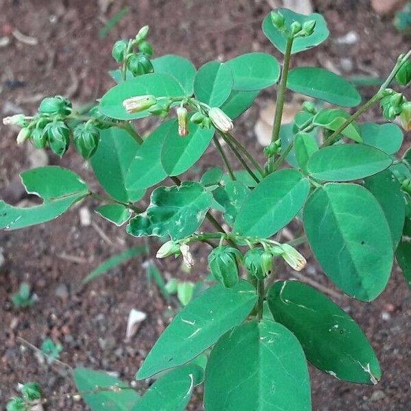 Oxalis barrelieri ফুল